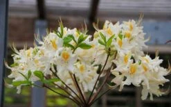 High Tide Aromi Azalea (Deciduous Rhododendron Hybrid) - 1 Gallon Pot -Foxtail Plant Shop Native Azalea High Tide 2 1