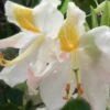 High Tide Aromi Azalea (Deciduous Rhododendron Hybrid) - 1 Gallon Pot -Foxtail Plant Shop Native Azalea Hight Tide 1 1