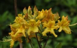 Jane's Gold Aromi Azalea (Rhododendron Hybrid) - 3 Gallon Pot -Foxtail Plant Shop Native Azalea Janes Gold 1
