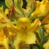 Jane's Gold Aromi Azalea (Rhododendron Hybrid) - 3 Gallon Pot -Foxtail Plant Shop Native Azalea Janes Gold 2