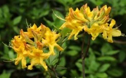 Jane's Gold Aromi Azalea (Rhododendron Hybrid) - 3 Gallon Pot -Foxtail Plant Shop Native Azalea Janes Gold 3