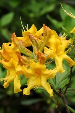 Jane's Gold Aromi Azalea (Rhododendron Hybrid) - 3 Gallon Pot -Foxtail Plant Shop Native Azalea Janes Gold 4