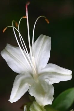June Jubilee Aromi Azalea (Rhododendron Hybrid) - 3 Gallon Pot -Foxtail Plant Shop Native Azalea June Jubilee 2