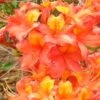King's Trumpeter Aromi Azalea (Rhododendron Hybrid) - 3 Gallon Pot -Foxtail Plant Shop Native Azalea Kings Trumpeter 2