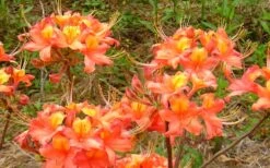 King's Trumpeter Aromi Azalea (Rhododendron Hybrid) - 3 Gallon Pot -Foxtail Plant Shop Native Azalea Kings Trumpeter 3