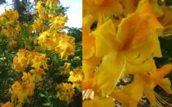 King's Wizard Aromi Azalea (Rhododendron Hybrid) - 3 Gallon Pot -Foxtail Plant Shop Native Azalea Kings Wizard 4 1