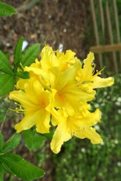 Lemonade Aromi Azalea (Rhododendron Hybrid) - 3 Gallon Pot -Foxtail Plant Shop Native Azalea Lemonade 10