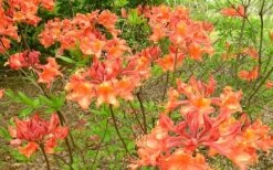 Mauvilla Gold Aromi Azalea (Rhododendron Hybrid) - 1 Gallon Pot -Foxtail Plant Shop Native Azalea Mauvila Gold 1