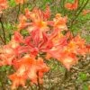 Mauvilla Gold Aromi Azalea (Rhododendron Hybrid) - 1 Gallon Pot -Foxtail Plant Shop Native Azalea Mauvila Gold 10