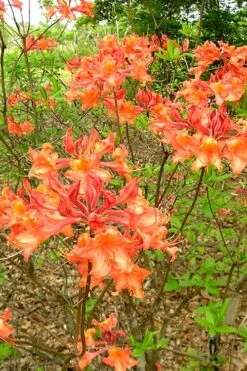 Mauvilla Gold Aromi Azalea (Rhododendron Hybrid) - 3 Gallon Pot -Foxtail Plant Shop Native Azalea Mauvila Gold 2 1
