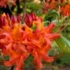 Oconee Native Azalea - Rhododendron Flammeum Speciosum - 1 Gallon Pot -Foxtail Plant Shop Native Azalea Oconee Flammeum 11