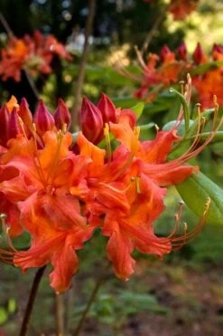 Oconee Native Azalea - Rhododendron Flammeum Speciosum - 1 Gallon Pot