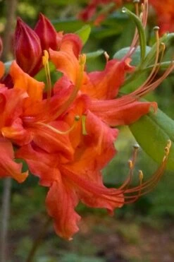 Oconee Native Azalea - Rhododendron Flammeum Speciosum - 3 Gallon Pot -Foxtail Plant Shop Native Azalea Oconee Flammeum 12 1