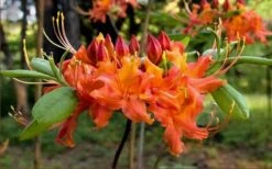 Oconee Native Azalea - Rhododendron Flammeum Speciosum - 3 Gallon Pot -Foxtail Plant Shop Native Azalea Oconee Flammeum 20 1