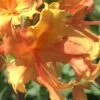 Orange Marmalade Native Azalea - 1 Gallon Pot -Foxtail Plant Shop Native Azalea Orange Marrmalade 1 1