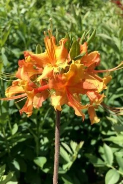 Orange Marmalade Native Azalea - 1 Gallon Pot -Foxtail Plant Shop Native Azalea Orange Marrmalade 2 1