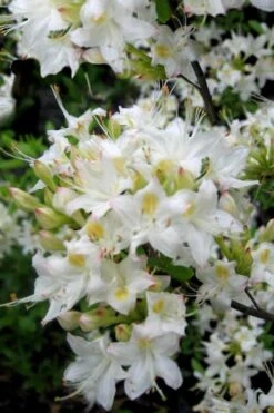 Pete McNees White Native Azalea - Rhododendron Albamanense - 3 Gallon Pot -Foxtail Plant Shop Native Azalea Pete McNees 1