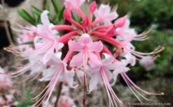 Varnadoes Phlox Pink Native Azalea - Rhododendron Canescens - 3 Gallon Pot -Foxtail Plant Shop Native Azalea Phlox Pink 30