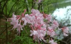 Pink Alabama Native Azalea - Rhododendron - 3 Gallon Pot -Foxtail Plant Shop Native Azalea Pink Alabamense 3