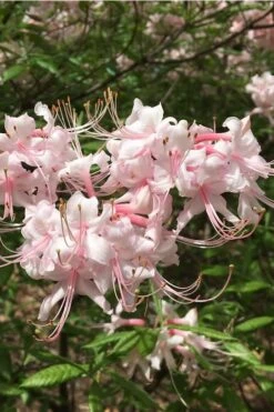 Pink Alabama Native Azalea - Rhododendron - 3 Gallon Pot -Foxtail Plant Shop Native Azalea Pink Alabamense 5