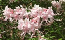 Pink Alabama Native Azalea - Rhododendron - 3 Gallon Pot -Foxtail Plant Shop Native Azalea Pink Alabamense 7