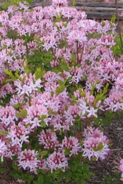 Pinxterbloom Azalea (Rhododendron Periclymenoides) - 3 Gallon Pot 14 Pinxterbloom Azalea (Rhododendron Periclymenoides) - 3 Gallon Pot -Foxtail Plant Shop Native Azalea Pinxterbloom 1