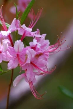 Pinxterbloom Azalea (Rhododendron Periclymenoides) - 3 Gallon Pot 19 Pinxterbloom Azalea (Rhododendron Periclymenoides) - 3 Gallon Pot -Foxtail Plant Shop Native Azalea Pinxterbloom 10