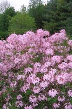 Pinxterbloom Azalea (Rhododendron Periclymenoides) - 3 Gallon Pot 15 Pinxterbloom Azalea (Rhododendron Periclymenoides) - 3 Gallon Pot -Foxtail Plant Shop Native Azalea Pinxterbloom 3