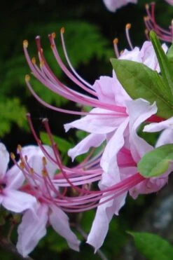 Pinxterbloom Azalea (Rhododendron Periclymenoides) - 3 Gallon Pot