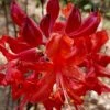 Radiant Red Aromi Azalea (Rhododendron Hybrid) - 1 Gallon Pot -Foxtail Plant Shop Native Azalea Radiant Red 5 2
