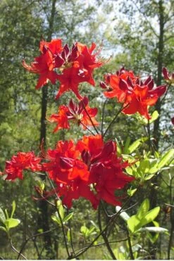 Radiant Red Aromi Azalea (Rhododendron Hybrid) - 3 Gallon Pot -Foxtail Plant Shop Native Azalea Radiant Red 6