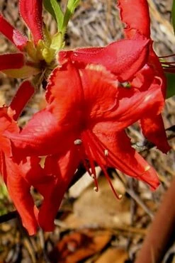 Radiant Red Aromi Azalea (Rhododendron Hybrid) - 1 Gallon Pot -Foxtail Plant Shop Native Azalea Radiant Red 7