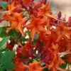 Red Pepper Aromi Azalea (Rhododendron Hybrid) - 1 Gallon Pot -Foxtail Plant Shop Native Azalea Red Pepper 1