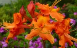 Red Pepper Aromi Azalea (Rhododendron Hybrid) - 1 Gallon Pot -Foxtail Plant Shop Native Azalea Red Pepper 2