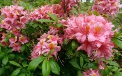 Samford Sorbet Native Azalea (Rhododendron) - 3 Gallon Pot -Foxtail Plant Shop Native Azalea Samford Sorbet 1