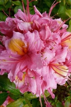 Samford Sorbet Native Azalea (Rhododendron) - 3 Gallon Pot -Foxtail Plant Shop Native Azalea Samford Sorbet 10