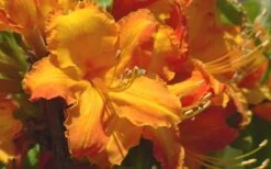 Solar Glow Sunbow Azalea - 2 Gallon Pot -Foxtail Plant Shop Native Azalea Solar Glow 2