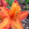 Solar Glow Sunbow Azalea - 3 Gallon Pot -Foxtail Plant Shop Native Azalea Solar Sunglow 1 1