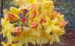 Solar Flare Sunbow Azalea - 3 Gallon Pot -Foxtail Plant Shop Native Azalea Solor Flare Sunbow 3