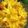 Spring Fanfare Aromi Azalea (Rhododendron Hybrid) - 1 Gallon Pot -Foxtail Plant Shop Native Azalea Spring Fanfare 2 1