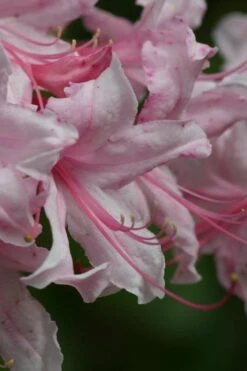 Spring Sensation Aromi Azalea (Rhododendron Hybrid) - 3 Gallon Pot 7 Spring Sensation Aromi Azalea (Rhododendron Hybrid) - 3 Gallon Pot -Foxtail Plant Shop Native Azalea Spring Sensation 2 1