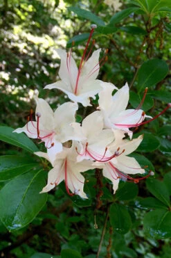 Sweet Azalea (Rhododendron Arborescens) - 3 Gallon Pot -Foxtail Plant Shop Native Azalea Sweet 2