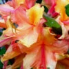 Tallulah Sunrise Native Azalea (Rhododendron) - 7 Gallon Pot -Foxtail Plant Shop Native Azalea Tallulah Sunrise 20 1