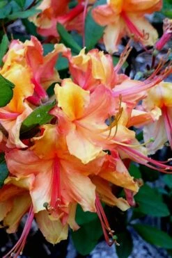 Tallulah Sunrise Native Azalea (Rhododendron) - 1 Gallon Pot 15 Tallulah Sunrise Native Azalea (Rhododendron) - 1 Gallon Pot -Foxtail Plant Shop Native Azalea Tallulah Sunrise 21