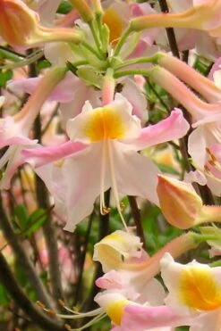 Touch Of Pink Aromi Azalea (Rhododendron Hybrid) - 3 Gallon Pot -Foxtail Plant Shop Native Azalea Touch Of Pink 2