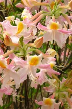 Touch Of Pink Aromi Azalea (Rhododendron Hybrid) - 3 Gallon Pot -Foxtail Plant Shop Native Azalea Touch Of Pink 4