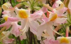 Touch Of Pink Aromi Azalea (Rhododendron Hybrid) - 3 Gallon Pot -Foxtail Plant Shop Native Azalea Touch Of Pink 5