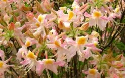 Touch Of Pink Aromi Azalea (Rhododendron Hybrid) - 3 Gallon Pot -Foxtail Plant Shop Native Azalea Touch Of Pink 7