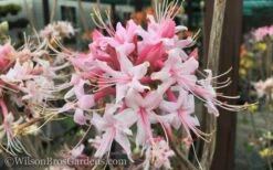 Varnadoes Phlox Pink Native Azalea - Rhododendron Canescens - 3 Gallon Pot -Foxtail Plant Shop Native Azalea Varnadoes Pink Phlox 50