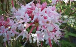 Varnadoes Phlox Pink Native Azalea - Rhododendron Canescens - 1 Gallon Pot -Foxtail Plant Shop Native Azalea Varnadoes Pink Phlox 52 1